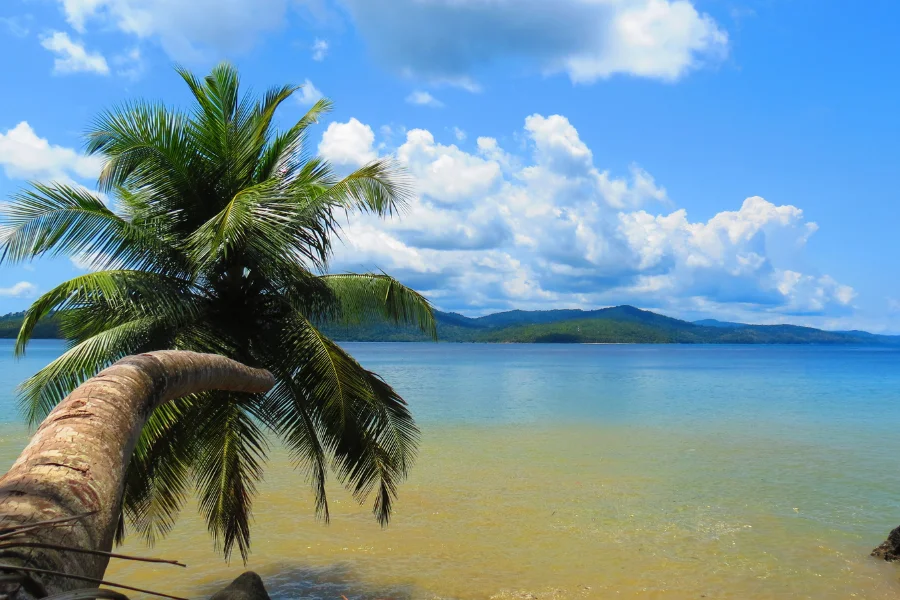 Port Blair Island against inclined coconut tree in Andaman and Nicobar Islands, India.